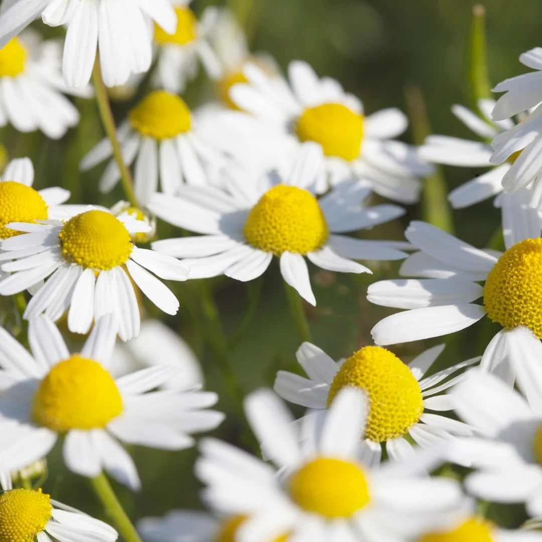 Chamomile