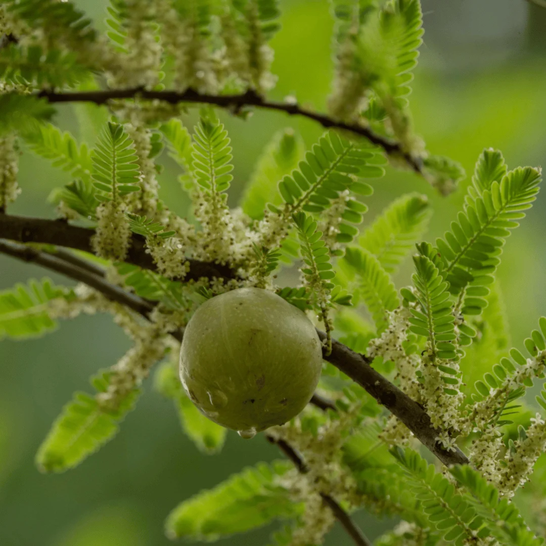 Indian Gooseberry
