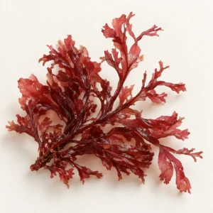 Red Marine Algae